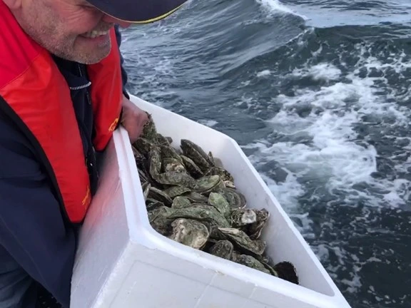 Foto van het uitzetten van platte oesters voor het oesterproject
